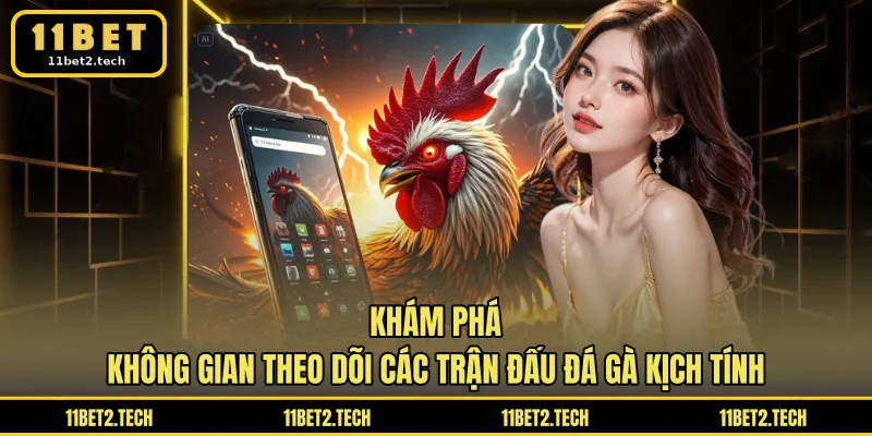 Khám phá không gian theo dõi các trận đấu đá gà kịch tính
